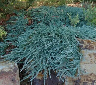 Klājeniskais kadiķis 'Blue Chip'